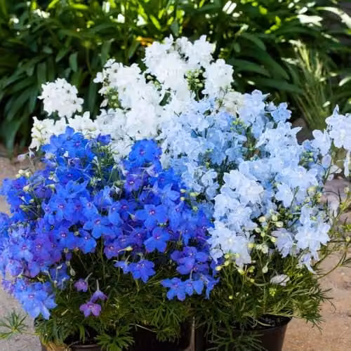 Thompson & Morgan Delphinium grandiflorum Hunky Dory Mix F1 Candle Larkspur Flower Seeds, Blue, Sky Blue and White, 10 Seeds