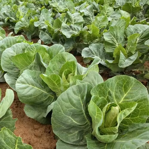 Thompson & Morgan Cabbage Marques F1 Green Vegetable Seeds, 1x Packet