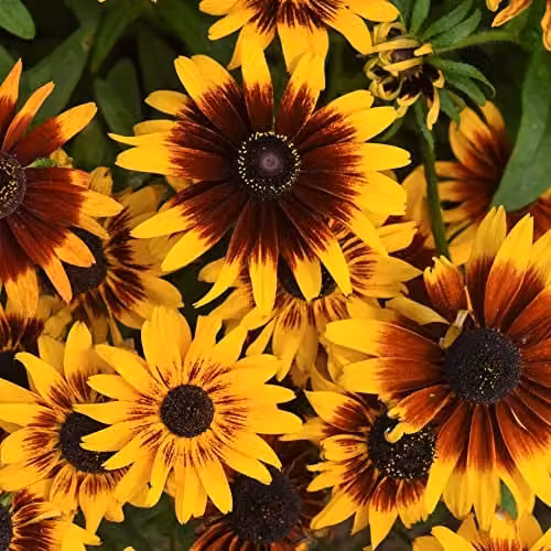 Thompson and Morgan Rudbeckia Sputnik Kelvedon Star Coneflower Seeds, Yellow Blooms, 100 Seeds
