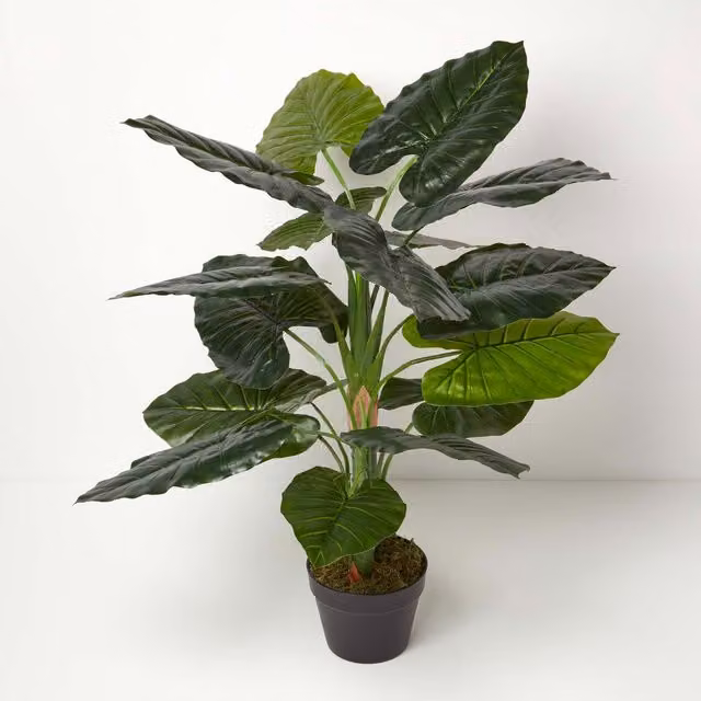 Homescapes Taro Plant in Pot, Green, Height: 90 cm