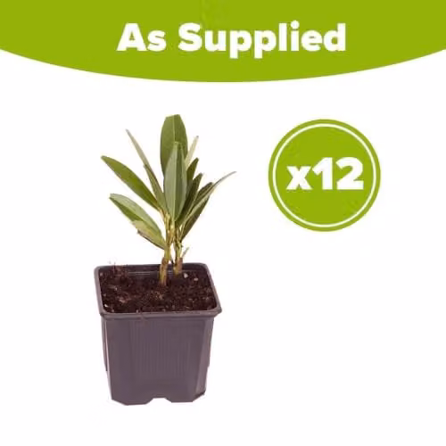 YouGarden Prunus Laurocerasus Cherry Laurel Hedging Plants in 9cm Pots, Green – 3