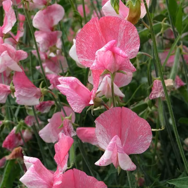 Unwins Our Heroes Sweet Pea Seeds, Fragrant Carmine-Magenta Heirloom Variety, Purple and Pink