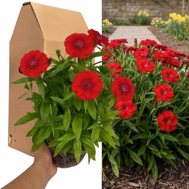 Plants By Post Dianthus Dart Scarlet Red Perennial Outdoor Plant 2L