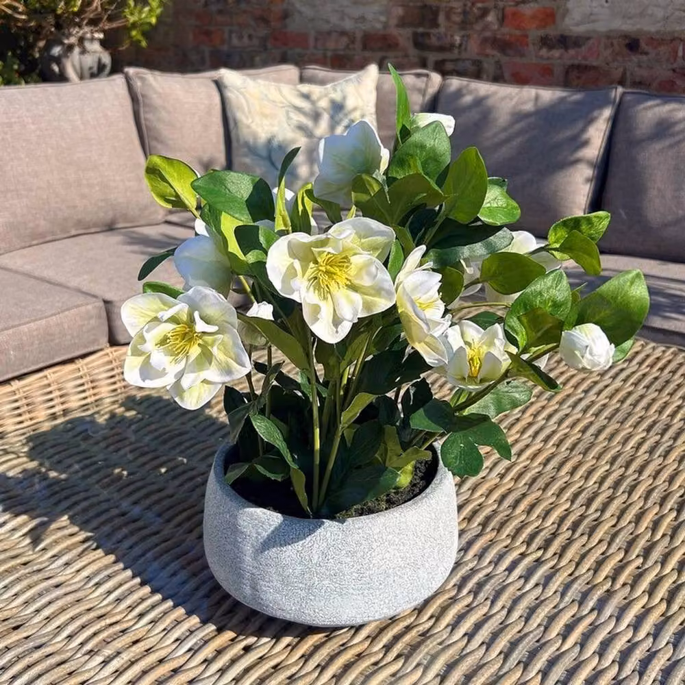 Lemon Pavilion Hellebore Potted Plant in White and Grey Plastic, W: 38 cm, D: 33 cm, H: 41 cm – 2