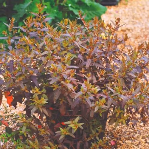Thompson & Morgan Haloragis erecta Melton Bronze Hardy Shrub Seeds with Bronze Foliage and Red Flowers, 25 Seeds