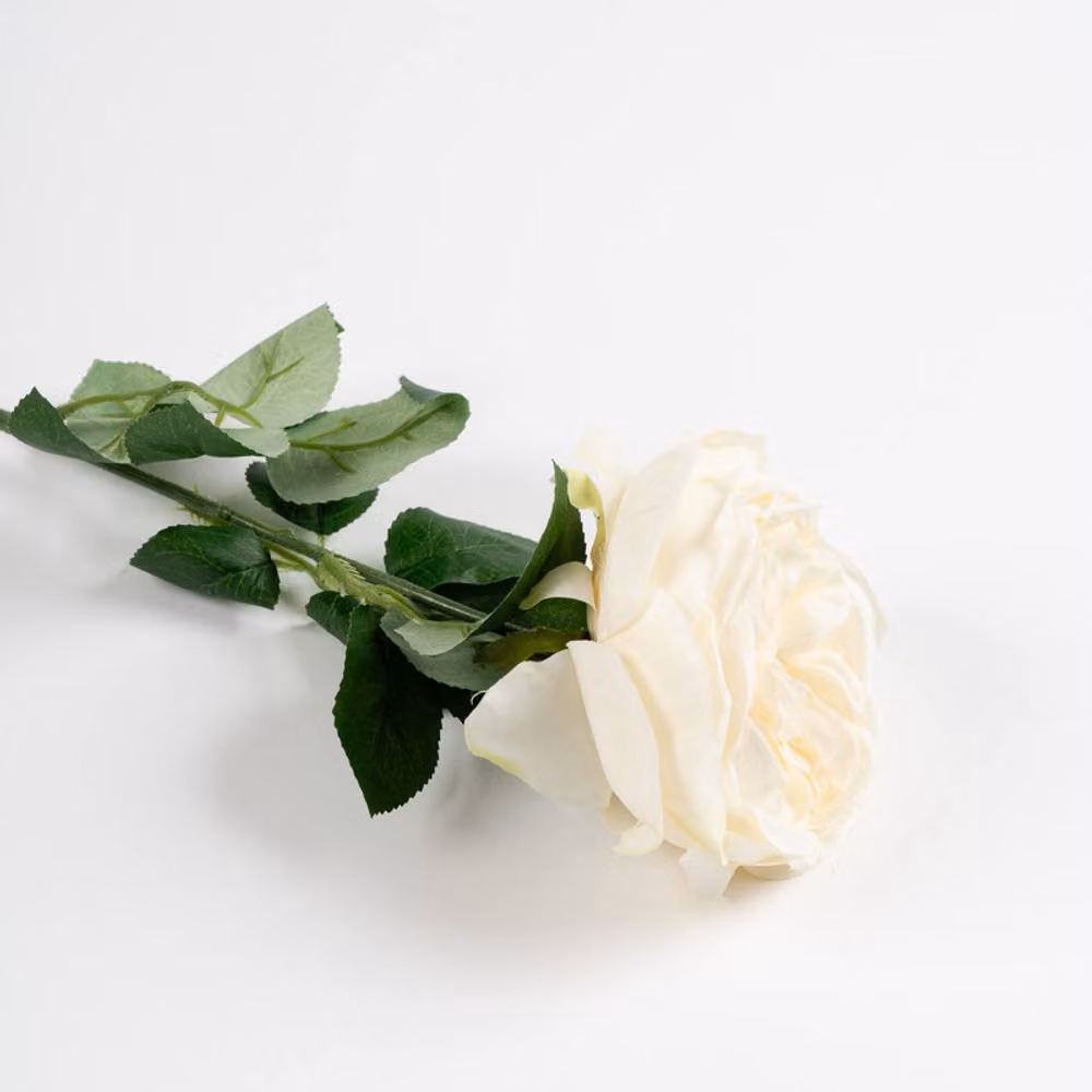 Scottish Everlastings Ltd Cream Cabbage Rose Stem, 6 Pack, Height: 50 cm – 2