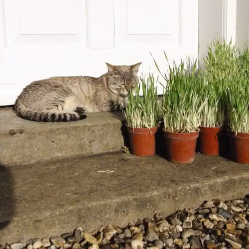 Thompson and Morgan Cat Plant Seed Collection featuring Catmint Nepeta Nervosa Blue Moon and Cat Grass Tabby Cat, 3 Seed Packets – 2