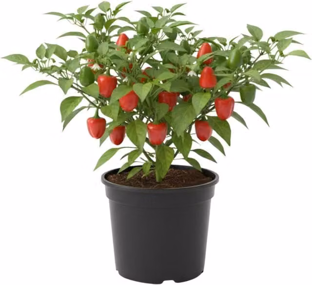 Plants By Post Red King Sweet Pepper Potted Plants, 3 Pack