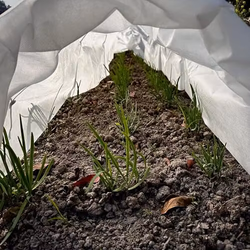 Garden Gear Fleece Greenhouse Grow Tunnel 3m Plant Protection Cover with Galvanised Steel Hoops and Drawstring Ends, White (Pack of 3) – 2