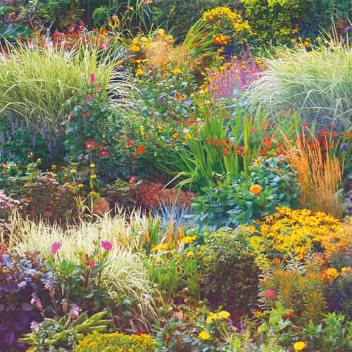 Thompson and Morgan Nurseryman’s Choice Perennial Cottage Garden Collection, 3 x 9cm Potted Plants in Red and Multicolour Varieties