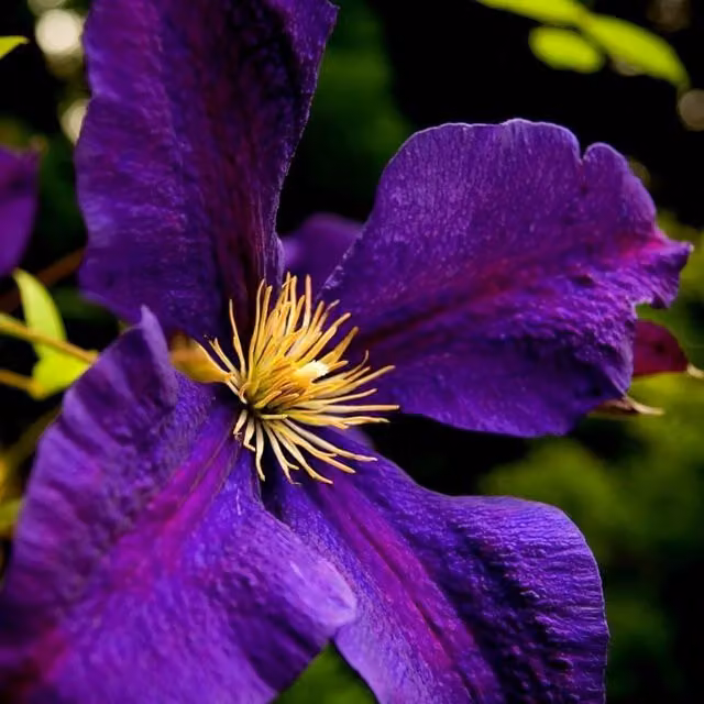 Plant Theory Clematis Gipsy Queen Purple Flowering Climbing Vine Plant, Green