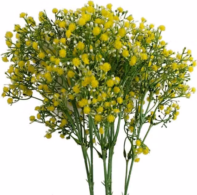 Pegdev Pack of 6 Yellow Artificial Gypsophila Stems, 55 cm