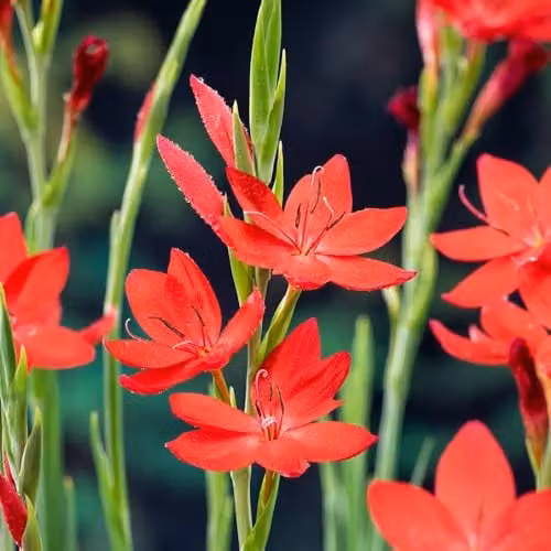 Thompson & Morgan Schizostylis coccinea Major Hardy Perennial Plant with Cherry Red Autumn Flowers, 9cm Pot – 1