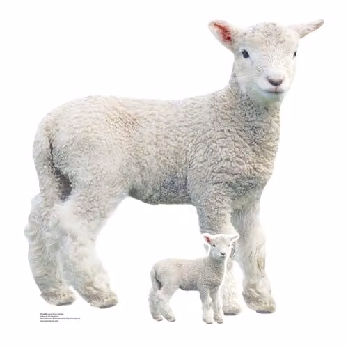 Star Cutouts SC4438 Lamb Cardboard Cut Out, White, Height: 74 cm