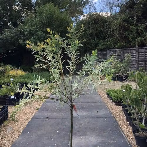 Thompson and Morgan Salix Integra Hakuro-nishiki Flaming Shrimp Standard Ornamental Shrub, 2 x 80cm Stem, 21cm Pot