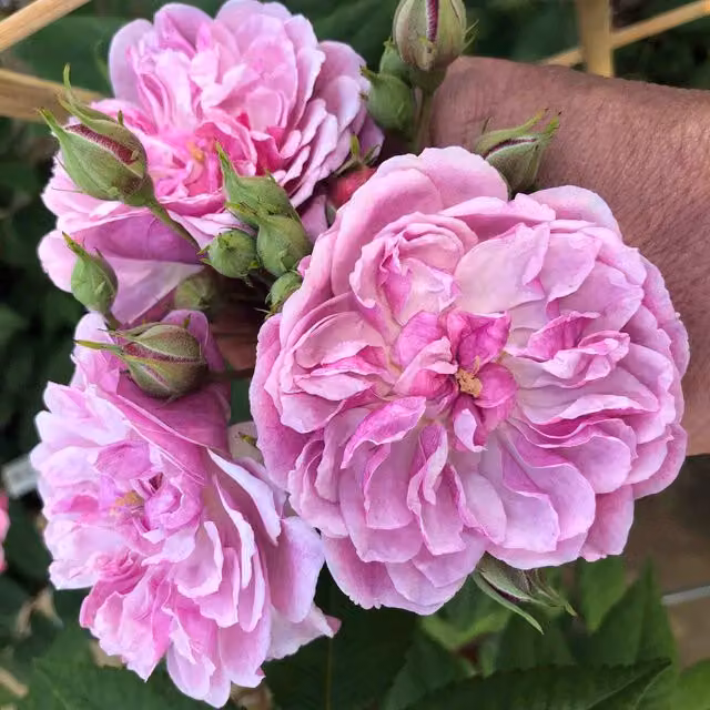Marshalls Garden Siluetta Romantic Pink Compact Repeat-Flowering Climbing Rose Shrub, Height: 1.8 m