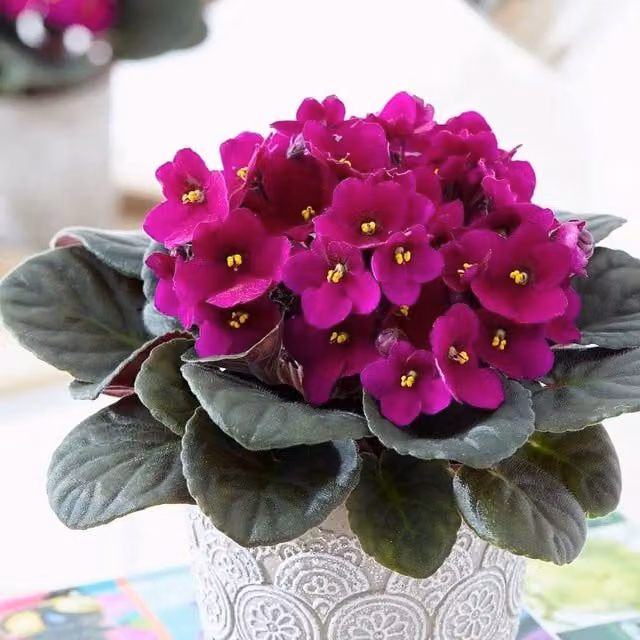 Primrose Saintpaulia Red African Violet Flowering Indoor Plant in a 12cm Pot, Height: 15 cm