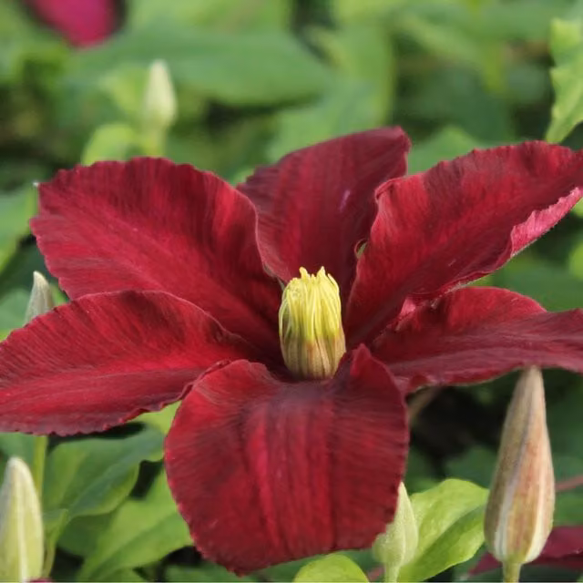 Plants By Post Clematis Niobe Outdoor Climbing Plant with Red and Yellow Flowers