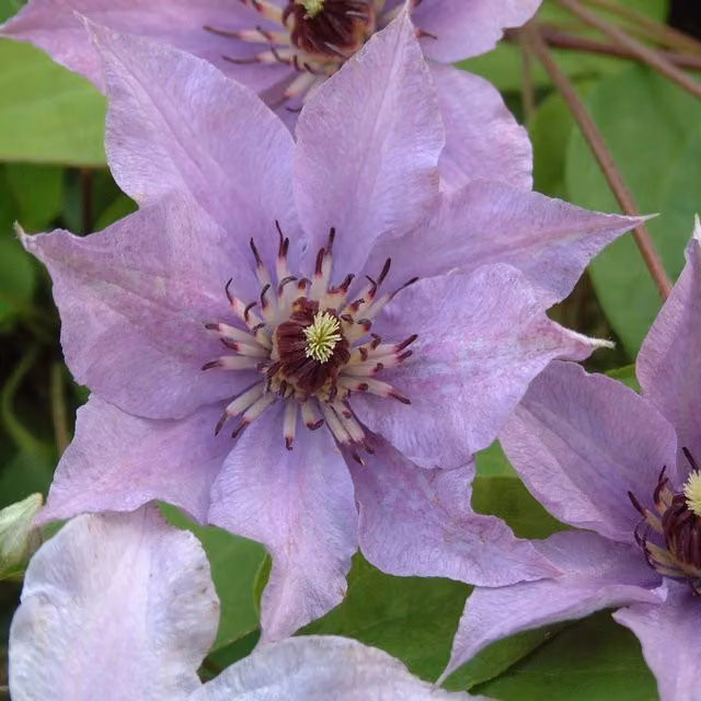 Plants By Post Pink Clematis Konigskind Climbing Outdoor Plant