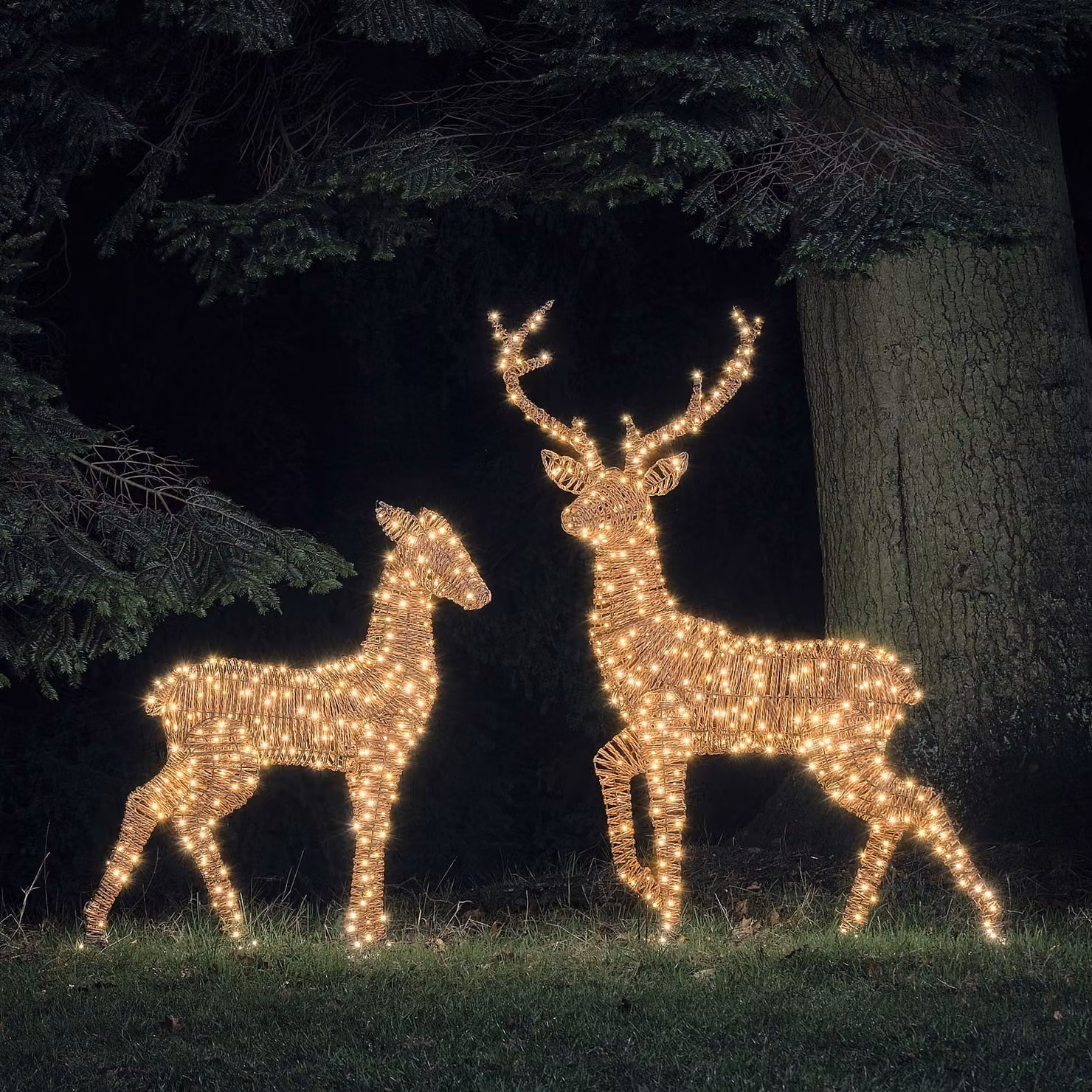 Pateley XL Dual LED Stag and Doe Light Up Reindeer Duo in Black, Brown and White Rattan