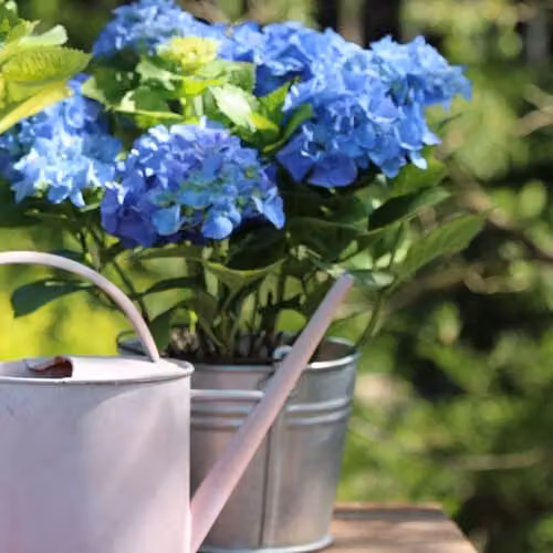 Thompson and Morgan Hydrangea macrophylla Early Blue Ornamental Shrub, 2 x 9cm Pots – 3