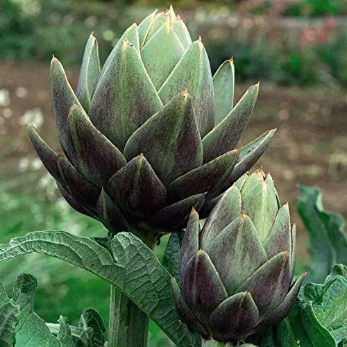 Thompson and Morgan Green Globe Improved Artichoke Seeds, 40 Seeds per Packet