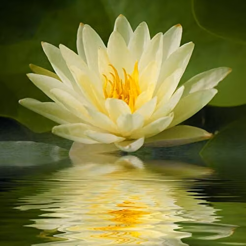 YouGarden Yellow Nymphaea Chromotella Water Lily Planting Kit – 1