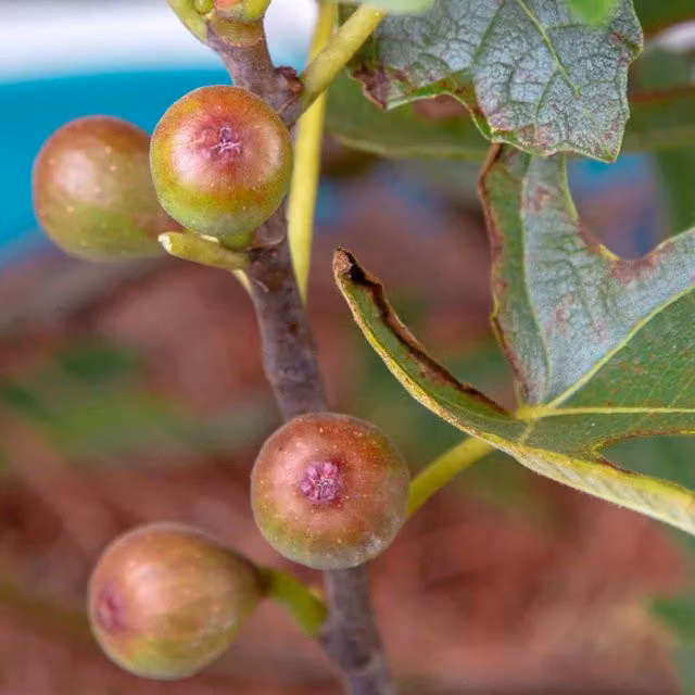 Marshalls Garden Dwarf Ficus Carica Little Miss Figgy Fruit Tree, Brown and Green