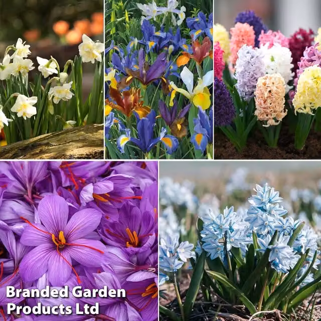 Thompson & Morgan Bulb Super Value Collection, 148 Bulbs in Purple, White and Blue