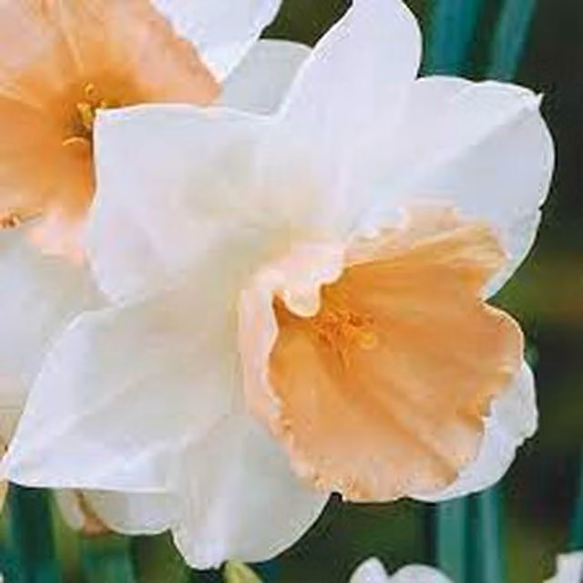 Plants By Post Pack of 10 Salome Daffodil Bulbs, Creamy White and Pink