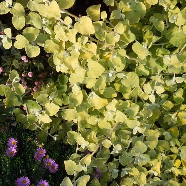 Plants By Post Helichrysum Gold Perennial Outdoor Ground Cover Plant, Gold Yellow, 9cm Pot