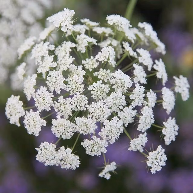 Plant Theory Set of 3 White Ammi Majus Bishop's Weed Bedding Plants in 9cm Pots