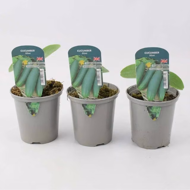Plants By Post Pack of 3 Green Mini Cucumber Plants
