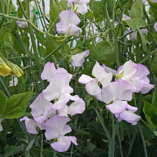 Unwins Albutt Blue Sweet Pea Flower Seeds, White and Blue Climber Variety