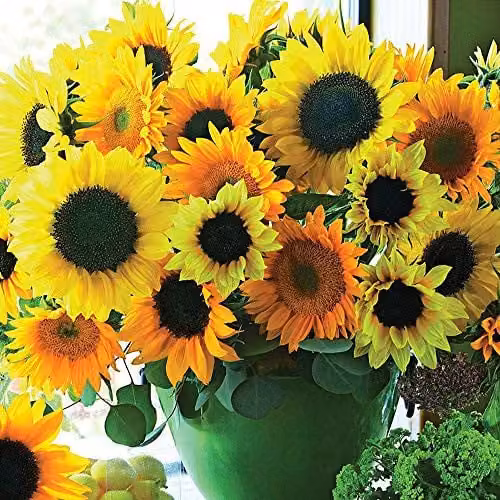 Thompson and Morgan Sunflower Van Gogh Helianthus Annuus Yellow Flower Seeds, 20 Seeds per Packet – 1
