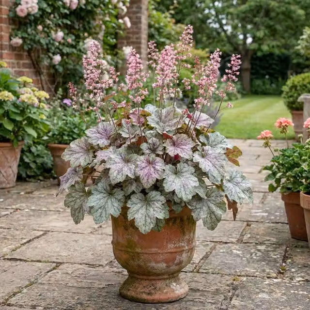 Plants by Post Heuchera Pink Fizz Perennial Plant in 2L Pot, Pink, Silver and Purple