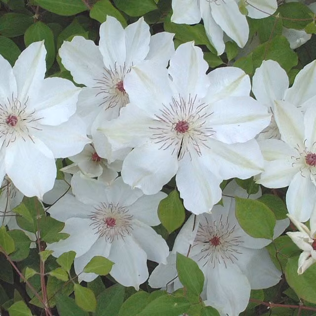 Plants By Post White Clematis Wedding Day Outdoor Climbing Ornamental Garden Plant