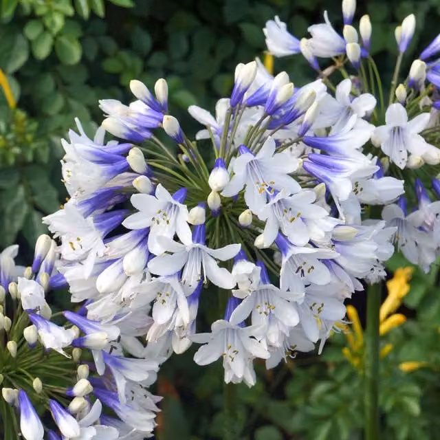 Marshalls Garden Agapanthus Twister White and Blue Perennial Outdoor Plant