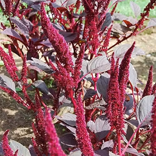 Thompson and Morgan Amaranthus Marvel Bronze Purple Amaranth Seeds, 500 Seeds – 1