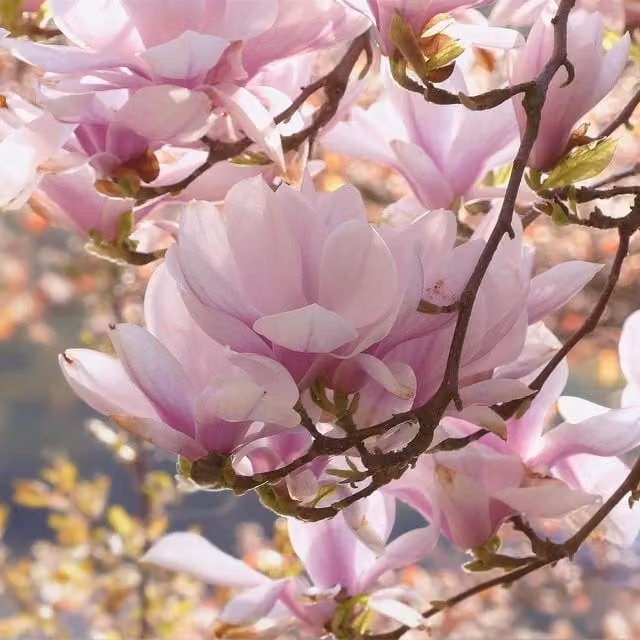 Direct Plants Pink George Henry Kern Magnolia Ornamental Tree, 5-6ft, 7.5 L Pot
