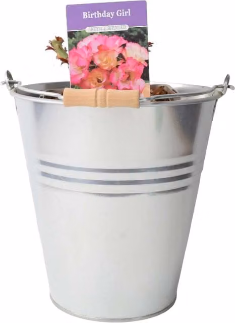 Plants by Post Rose Birthday Girl Pink Cream Floribunda Garden Rose, 5.5 l Pot
