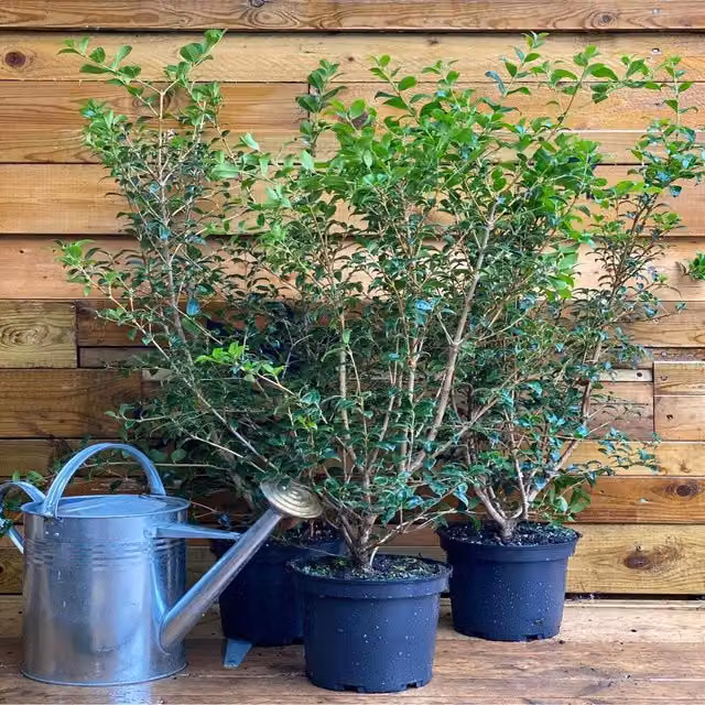 Direct Plants Osmanthus Burkwoodii Evergreen Fragrant Ornamental Shrub, White, 5 Litre Pot