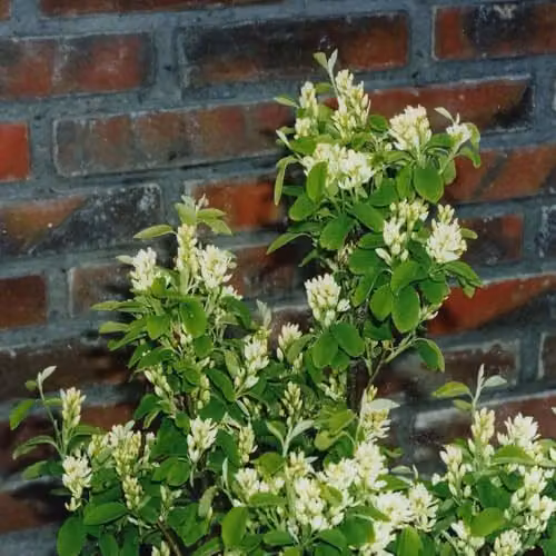 Thompson & Morgan Amelanchier Alnifolia Obelisk Juneberry Hardy Flowering Shrub, White, 1 x 3.6 Litre Pot – 2