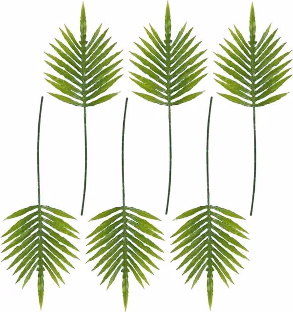 Pack of 6 Green Organic Palm Leaves, Length: 95 cm