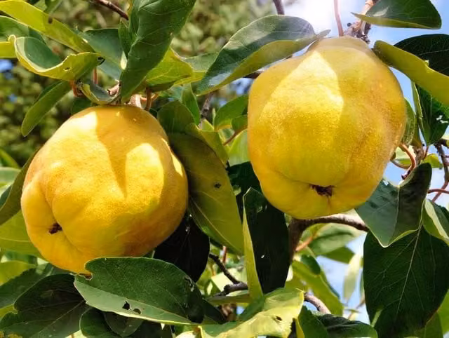 Directplants Quince Vranja Fruit Tree, 183 cm Tall, in a 12 Litre Pot
