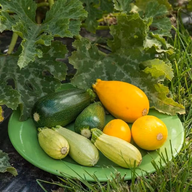 Marshalls Garden Courgette Seeds Griller Mix F1, Multicolour, 8g