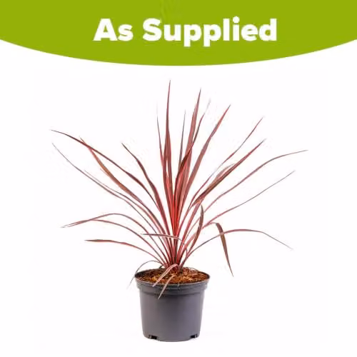 YouGarden Cordyline Australis Charlie Boy Ornamental Potted Plant, Height: 40-60 cm – 4