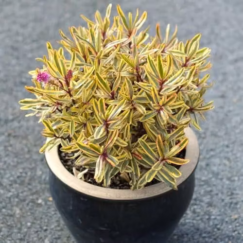 Thompson & Morgan Hebe Jewel of the Nile Evergreen Ornamental Shrub with Pink Flowers, 2 Litre Pot – 1