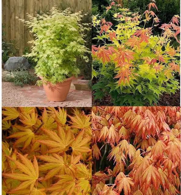 Direct Plants Acer Palmatum Orange Dream Japanese Maple Tree, Orange, Gold and Red, 7.5 L Pot