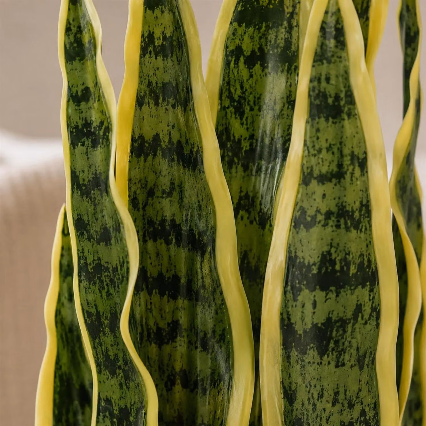 Leaf Design Yellow and Green Artificial Sansevieria Potted Indoor Plant, Height: 55 cm – 4
